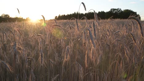 campo de trigo, espigas de trigo balanceándose del viento suave