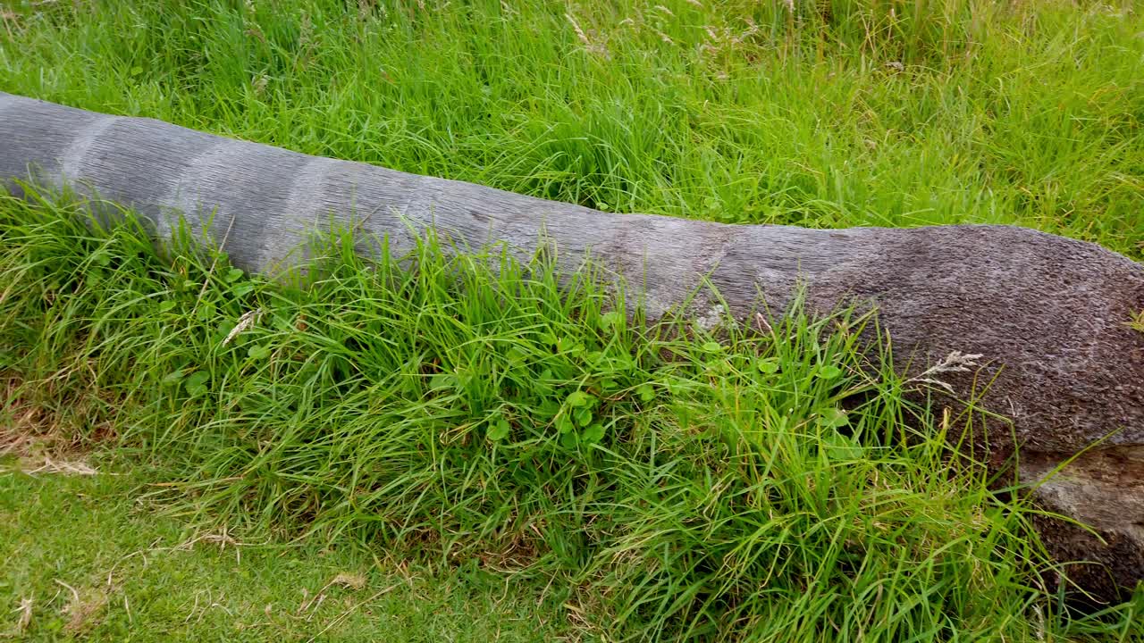 코코라 계곡의 패닝샷