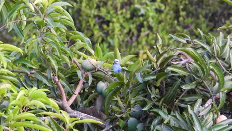 Blaugrauer-Tanager-Hüpft-Von-Ast-Zu-Ast,-Bevor-Er-Wegfliegt,-Kolumbien