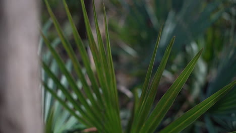 huge green palm frond leaf in a forest or botanical garden - parallax motion