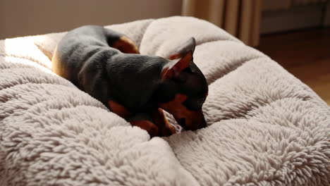 miniature pinscher relaxing on a plush dog bed