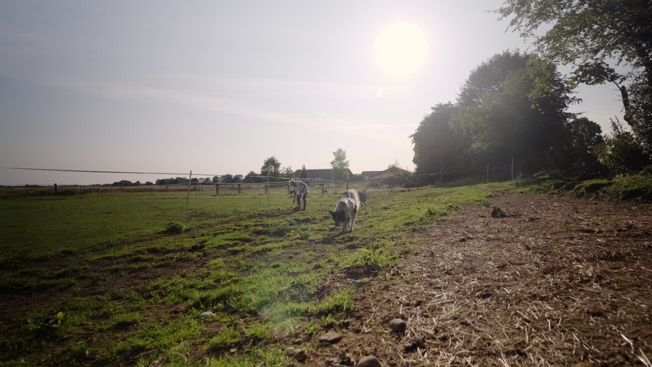 Explore the farm life with an elderly woman using a spade to clean horse dung, displaying diligence and responsibility