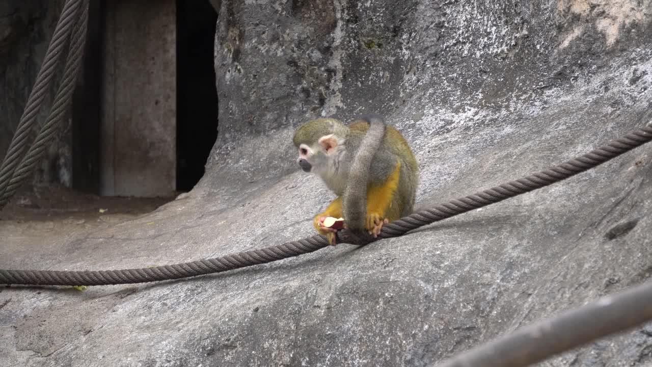 monos ardilla comiendo manzana en un zoológico - primer plano, tiro estático