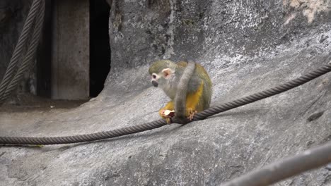 Monos-Ardilla-Comiendo-Manzana-En-Un-Zoológico---Primer-Plano,-Tiro-Estático