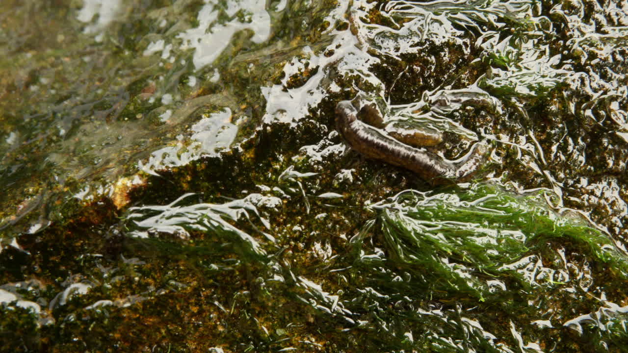Macro and time-lapse shot of two "worms" on wet, algae-covered rock