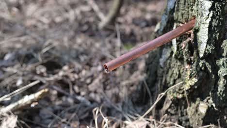 Birch-water-dropping-from-the-sap-of-birch-trees,-close-up-of-healthy-liquid-juice,-off-grid-natural-healthy-lifestyle