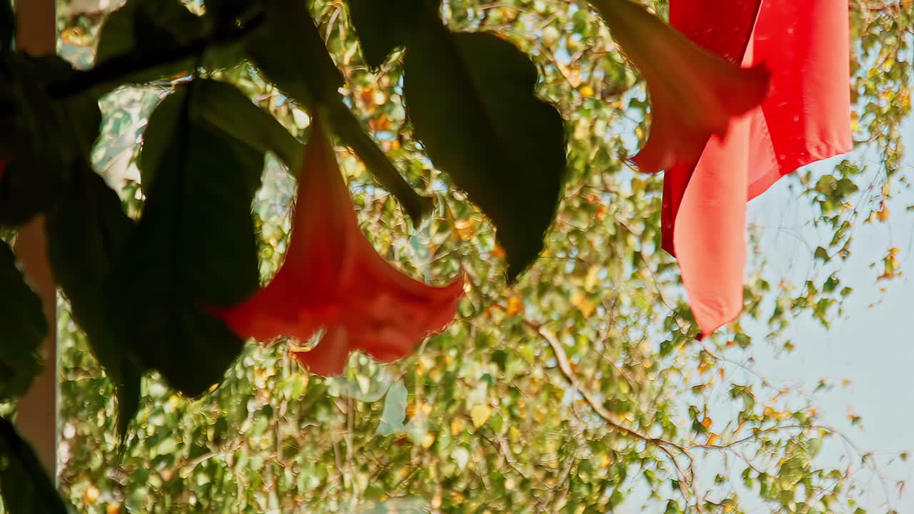 A close-up shot focuses on a beautiful Angel's Trumpet flower on a windowsill, with the national flag of Latvia waving softly in the background outside the window