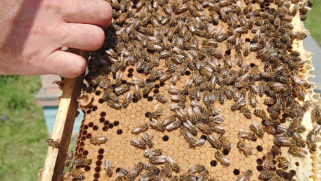 apiarist's hand holds a frame covered with working bees. man uncovers some cells on the frame with his finger. honeycombs almost completely sealed. close up.