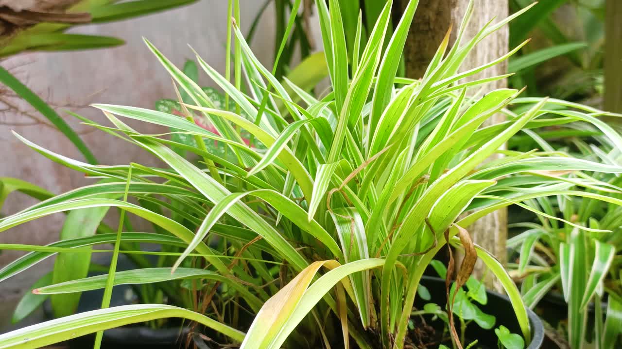 de cerca hakonechloa macra aureola