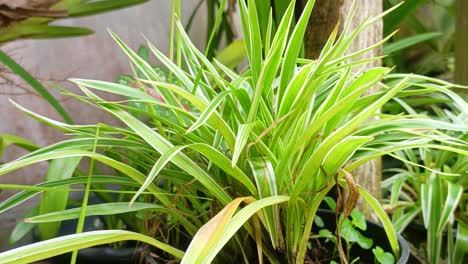 Nahaufnahme-Von-Hakonechloa-Macra-Aureola