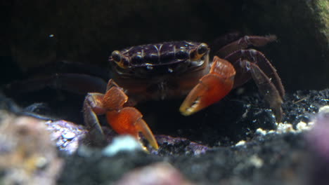 un cangrejo de garra roja recoge detritos con sus garras y se los come