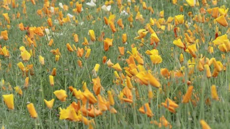 plenty of california poppies with petals closed on chilly evening blowing in wind