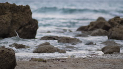 Stativaufnahme-Bei-Sonnenuntergang-Eines-Vogels,-Der-Am-Strand-Entlang-Spaziert,-Und-Die-Wellen,-Die-Mit-Der-Flut-Hereinrollen