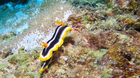 beautiful black, yellow, and white nudibranch on colorful and rich coral ocean bottom