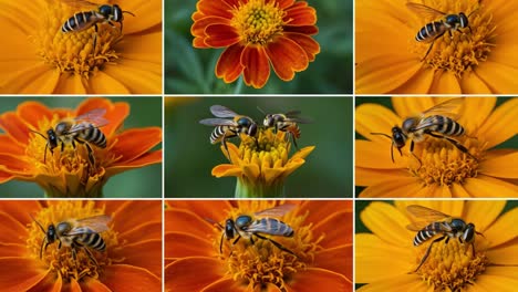 a stunning gallery of bees pollinating bright orange marigolds, capturing the intricate dance between nature's pollinators and vibrant flowers in a beautiful close-up