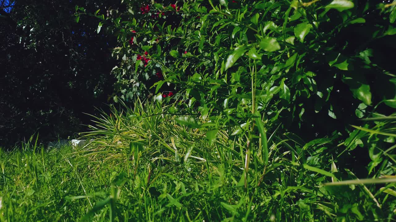 toma estática de hierba y flores moviéndose con el viento