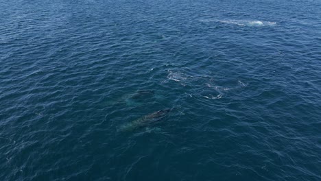 Whales-swimming-and-breathing-on-the-blue-ocean-water