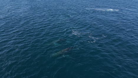 ballenas nadando y respirando en el agua azul del océano