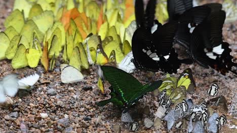 Paris-Peacock,-a-green-butterfly-idling-among-other-actively-mating-flutter-of-butterflies,-during-sexual-mating-season-in-Thailand,-Asia