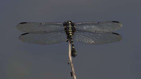 the common flangetail dragonfly is commonly seen in thailand and asia