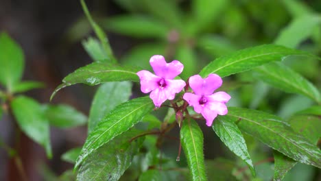 una hermosa flor silvestre rosada en el bosque tropical.