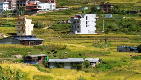 People-harvesting-rice-in-a-field-in-Nepal-with-the-city-of-Kathmandu-in-the-background