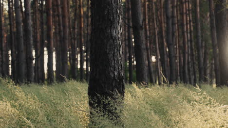 bosque a la luz del día