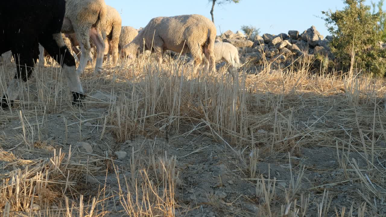 pastos para el pastoreo de ovejas