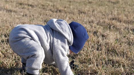 cute toddler boy concentrating to get up on his feet on big open rural field, falling back down on his bum