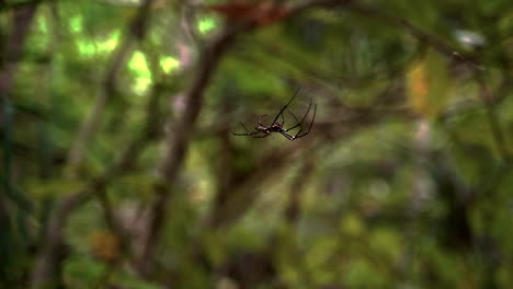 golden silk orb-weaver spider crawling upside down on web in jungle