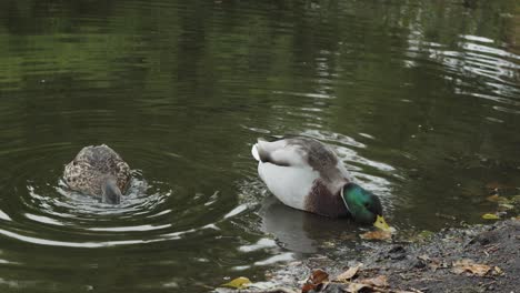 2 mallard ducks feeding on bottom weeds