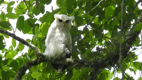 Un-Búho-Real-Barrado,-Un-Pájaro-Con-Plumas-Blancas-Puras-Está-Encaramado-En-Un-árbol