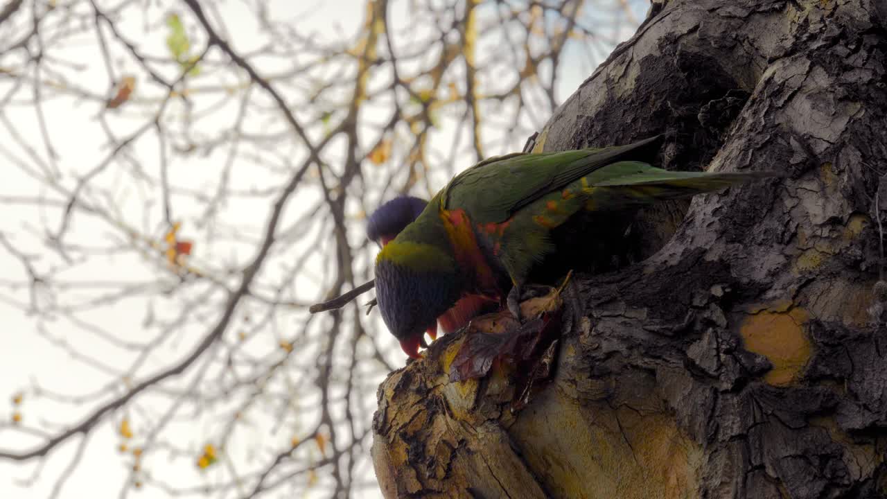 loritos sentados en el árbol en zona urbana