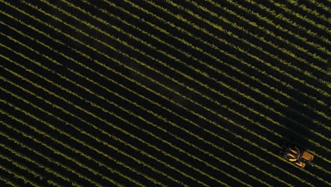 recortador de vid de viñedo amarillo saliendo del marco con un disparo sobre la cabeza en el valle de napa