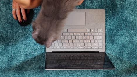 beautiful gray fluffy long hair cat sniffing around laptop while her owner is working. high angle view