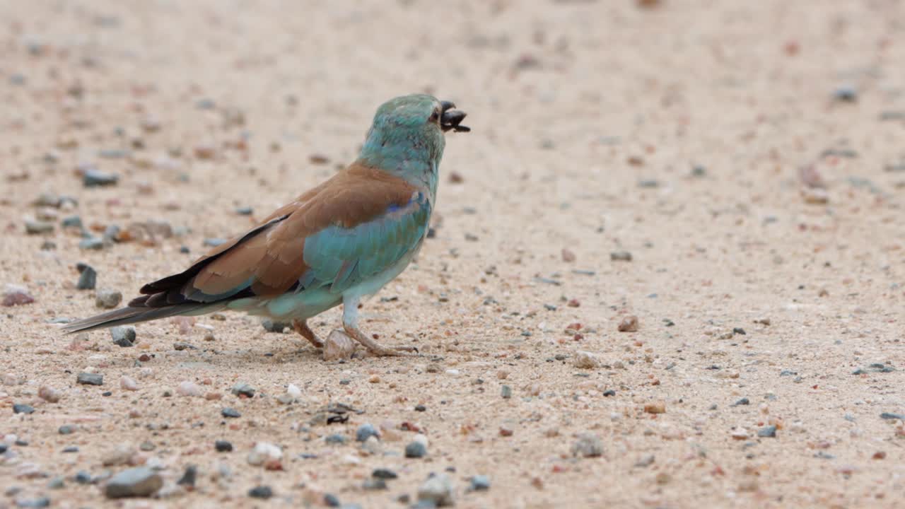 행동: 유럽식 롤러새가 딱정벌레를 먹기 전에 땅에 내리친다
