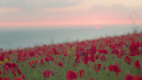 close up view of lovely red poppies on field at sunset