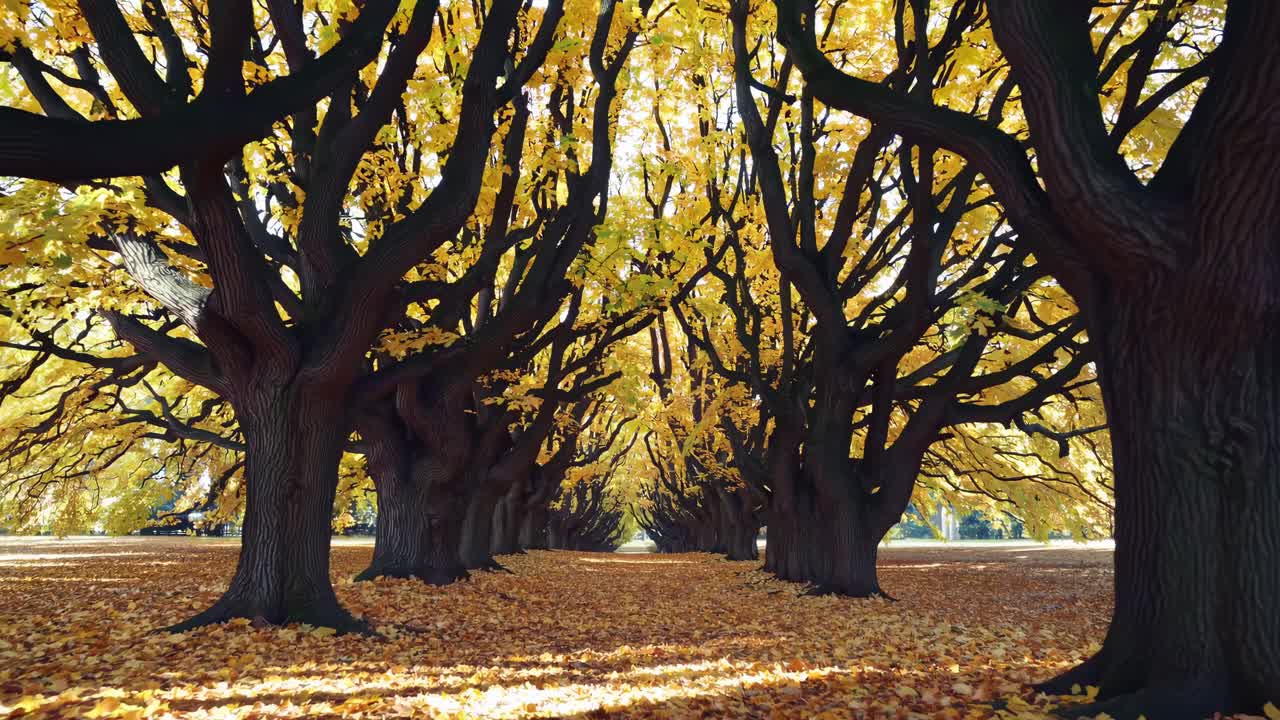 Un’accattivante scena video di un sentiero alberato in autunno