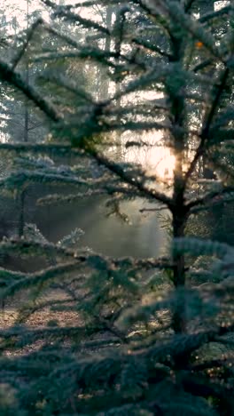 amanecer en el bosque