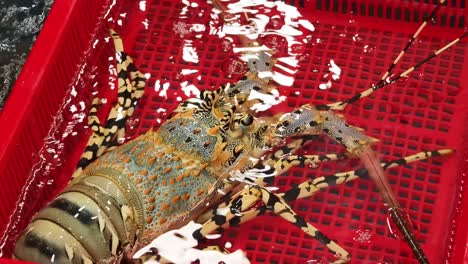 fresh lobster in a red plastic crate