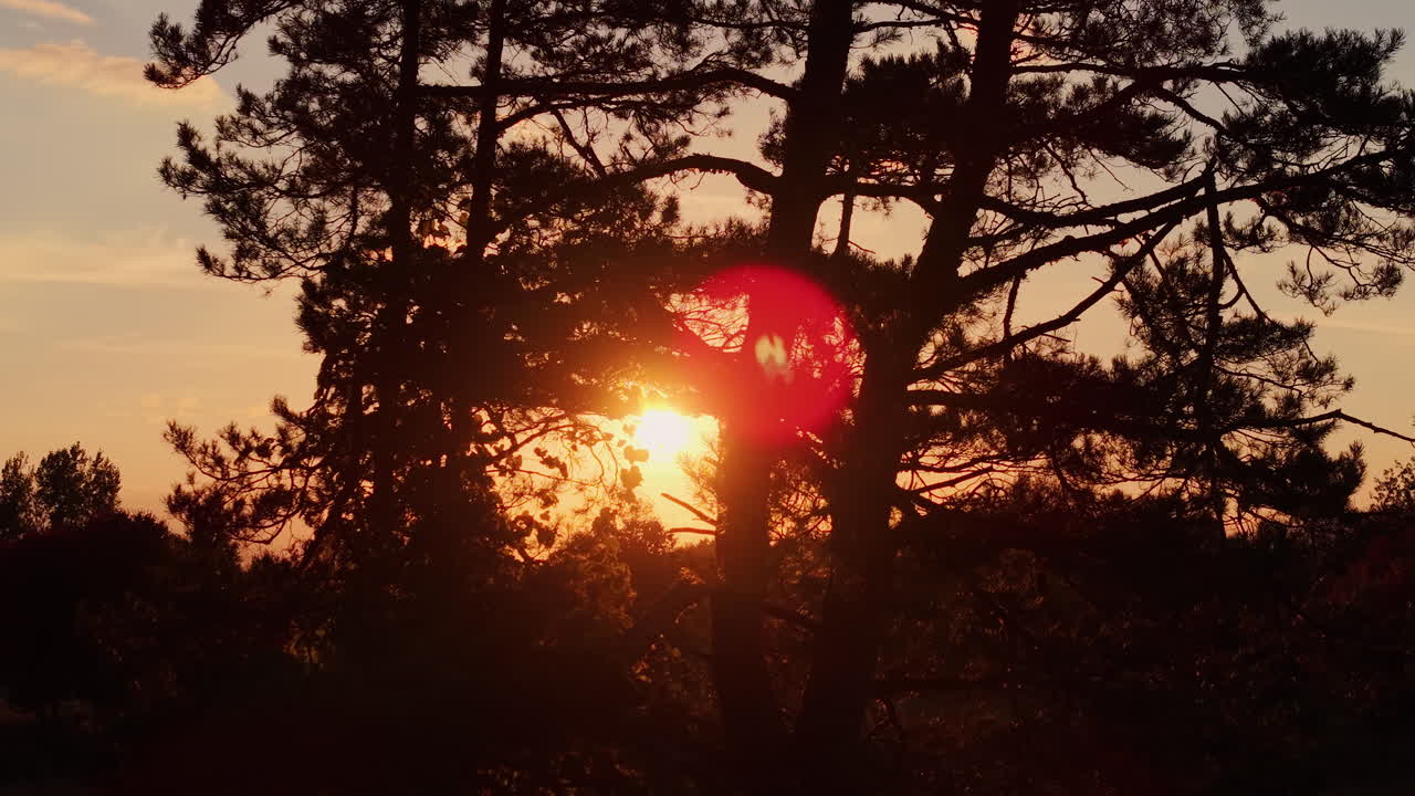 나무 속에서 해가 지는 것