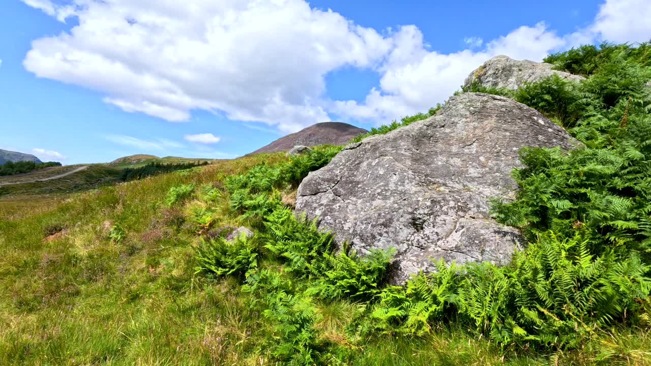 Camera slowly pans over sunlit hillside with rocks, green ferns, and blue sky above