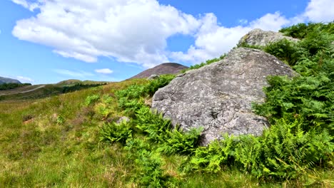 camera slowly pans over sunlit hillside with rocks, green ferns, and blue sky above