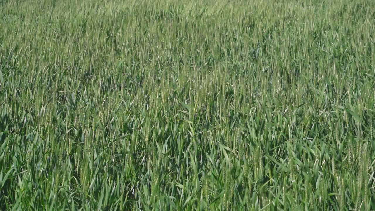 Campo di grano verde ripreso da vicino al rallentatore