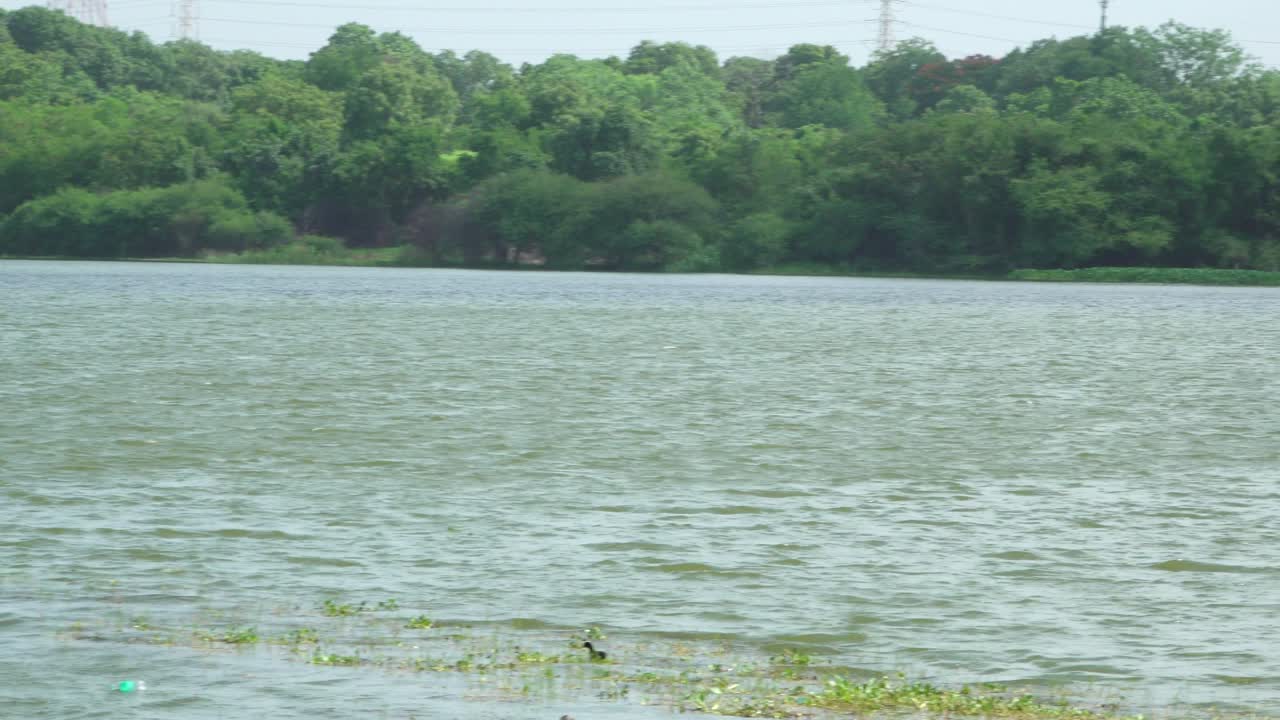 여름의 비, 비가 오는 계절, 파동, 빛 빛, 물의 물결에 대한 원, 바다의 파동, 푸른 푸른 물에 대한 태양의 흐릿한 빛, 흐릿한 물의 배경, 휴식, 느린 동작 비디오.