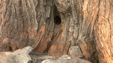 dwarf mongoose scurries between stones at the foot of a tree, a second one joining by leaving a hole in the tree, feels alarmed, seeks shelter in the tree again, followed by the other mongoose