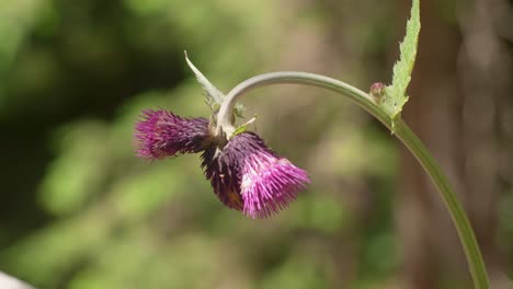 Cardo-Púrpura-Colgando-Meciéndose-Suavemente-En-El-Viento