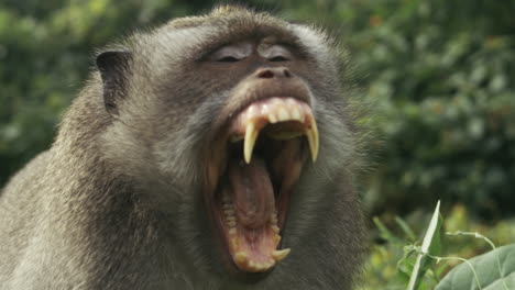 monkey shouting loudly in jungle, slow motion, indonesia