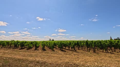 un viñedo exuberante bajo un cielo azul claro
