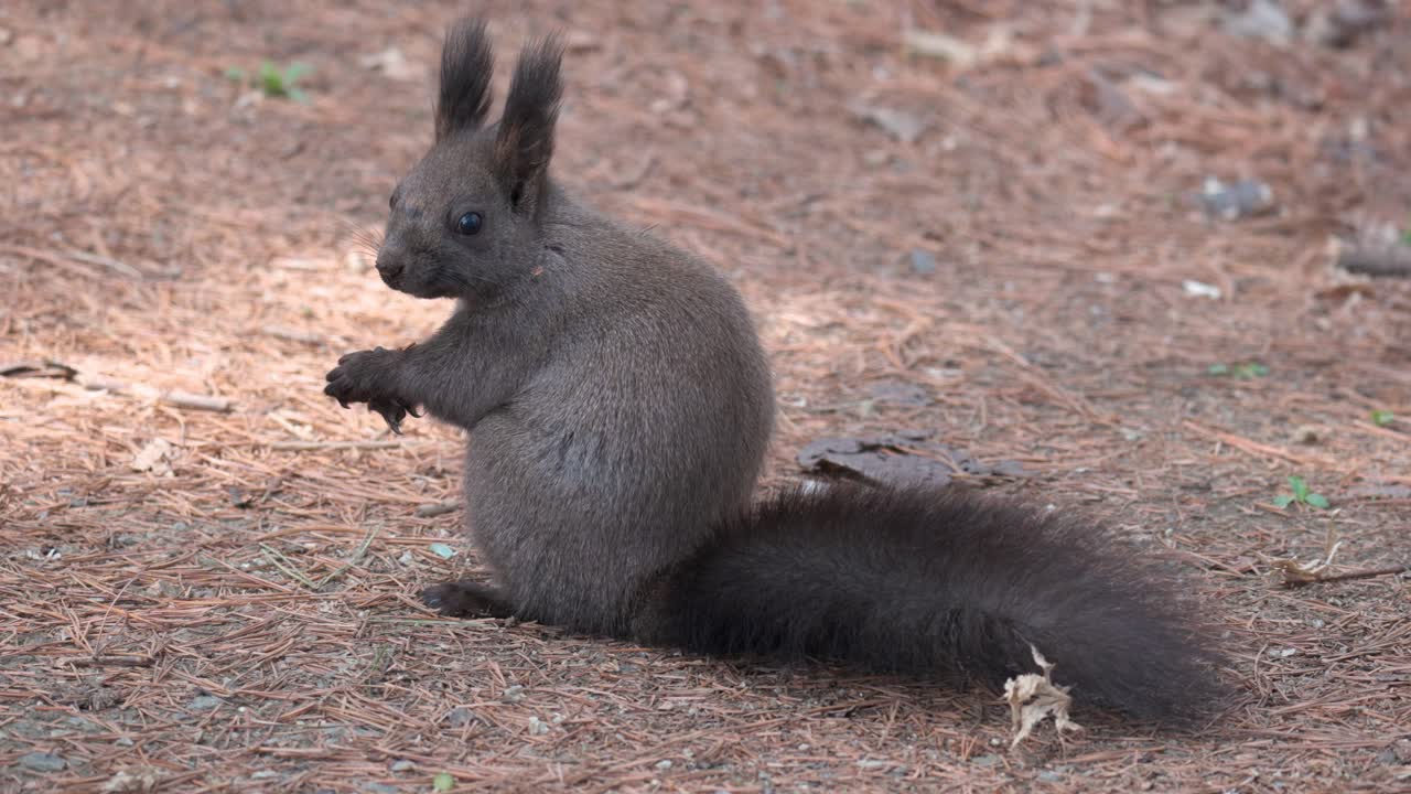 ardilla comiendo nueces de pino en el suelo - vista trasera en cámara lenta